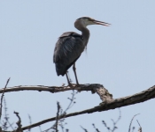 2016 06 11 WildLife MPLS 024